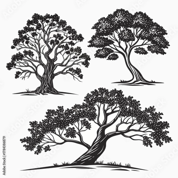 Fototapeta Three black and white vector trees with detailed foliage
