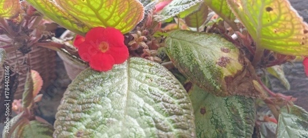 Obraz Episcia cupreata is a perennial plant. It has oval-shaped leaves covered with fine hairs, giving it a velvety texture. Its leaves range in color from green to bronze to reddish brown.