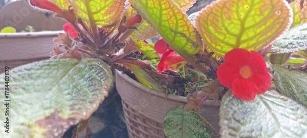 Obraz Episcia cupreata is a perennial plant. It has oval-shaped leaves covered with fine hairs, giving it a velvety texture. Its leaves range in color from green to bronze to reddish brown.