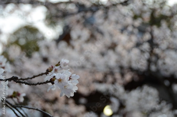 Obraz 【京都】向日神社の境内に咲く桜