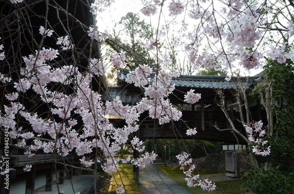 Obraz 【京都】向日神社の境内に咲く桜