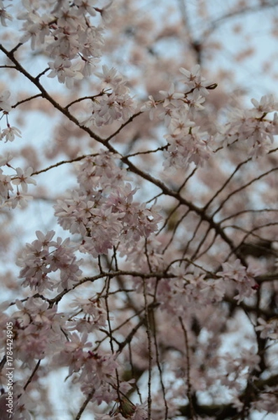 Obraz 【京都】向日神社の境内に咲く桜