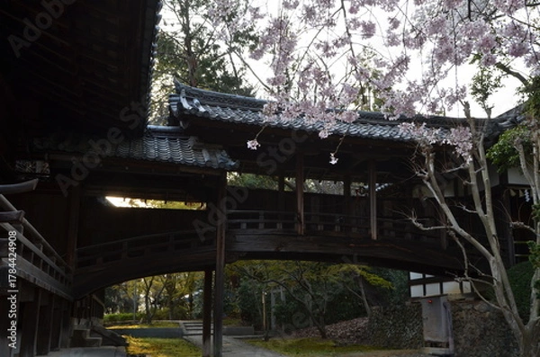 Obraz 【京都】向日神社の境内に咲く桜