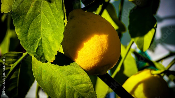 Obraz Fresh Citrus Fruit Tree Branch