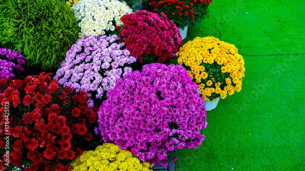 Obraz Colorful Garden Flowers in Pots