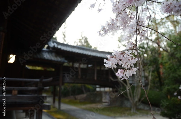 Obraz 【京都】向日神社の境内に咲く桜
