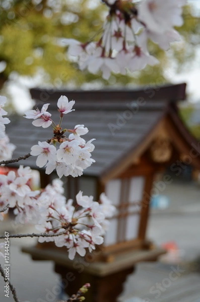 Obraz 【京都】向日神社の境内に咲く桜