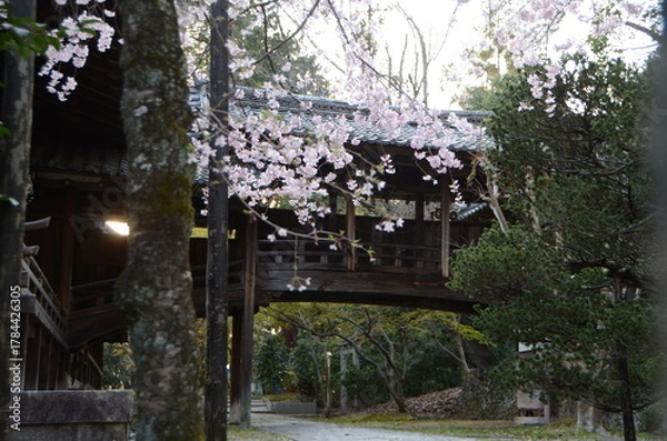 Obraz 【京都】向日神社の境内に咲く桜
