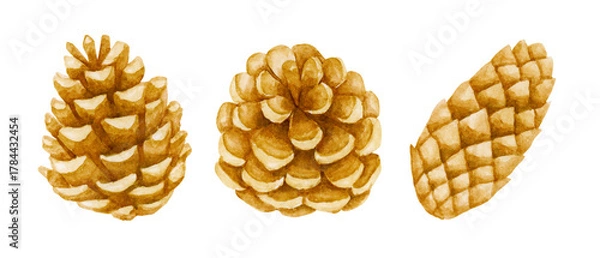 Fototapeta 並んだ松ぼっくり　クリスマスの飾り　水彩 イラスト