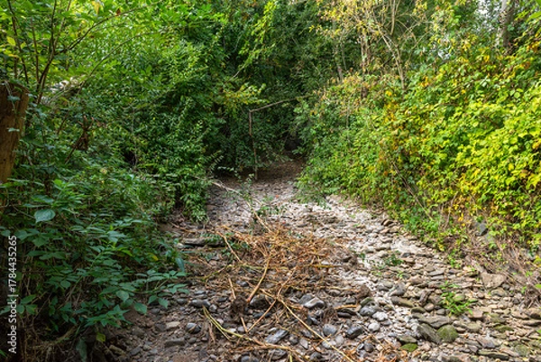 Fototapeta Dry stream in a hot summer