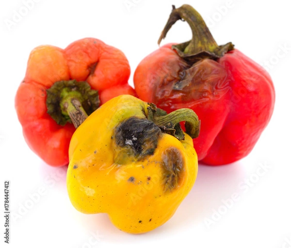 Obraz Rotten red and yellow bell peppers isolated on white background