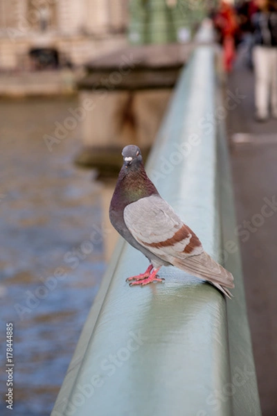 Obraz A Pigeon on Westminster Bridge