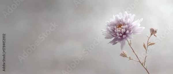 Fototapeta Delicate Blooms of Soft Purple Flower Against a Subtle Gray Background in Gentle Light