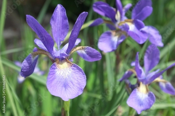Obraz 【徳島】密厳寺の境内に咲く菖蒲