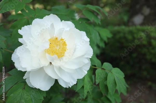 Obraz 【徳島】密厳寺の境内に咲く牡丹