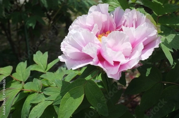 Obraz 【徳島】密厳寺の境内に咲く牡丹