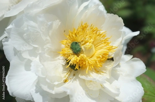 Obraz 【徳島】密厳寺の境内に咲く牡丹とカナブン