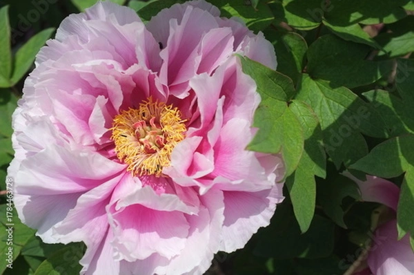 Obraz 【徳島】密厳寺の境内に咲く牡丹