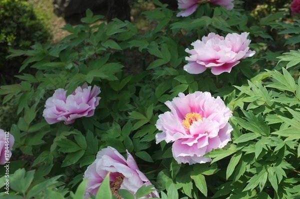 Obraz 【徳島】密厳寺の境内に咲く牡丹