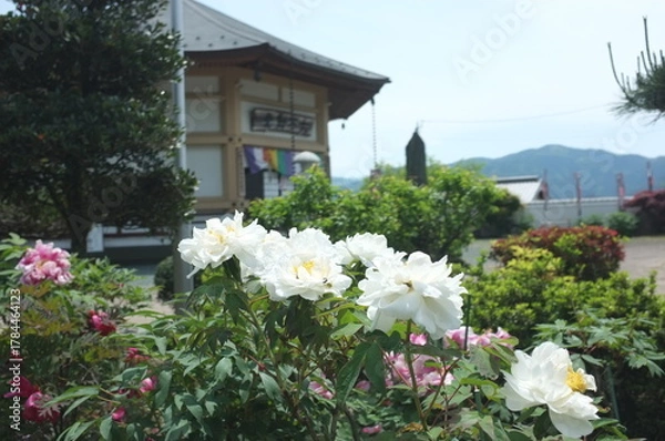 Obraz 【徳島】密厳寺の境内に咲く牡丹