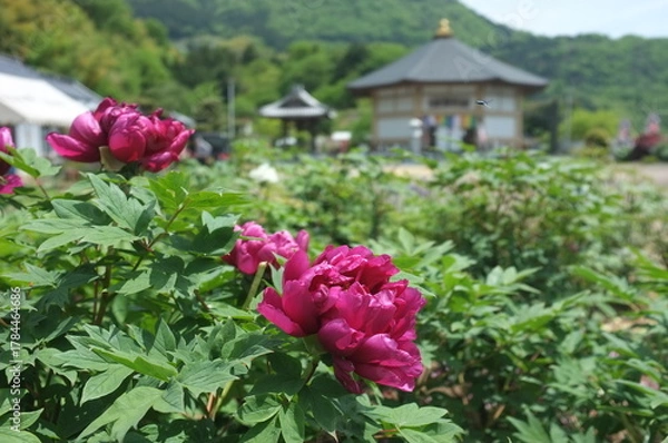 Obraz 【徳島】密厳寺の境内に咲く牡丹