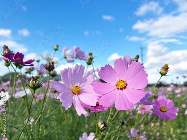 Fototapeta 日を浴びるコスモスと爽やかな青空