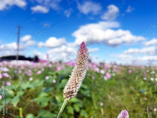 Fototapeta ノゲイトウのクローズアップと爽やかな青空