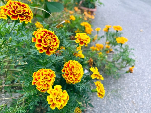 Fototapeta 遊歩道際に咲くマリーゴールド