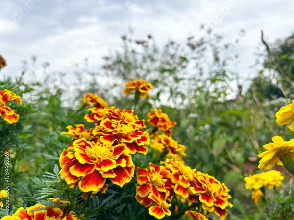 Fototapeta マリーゴールドのクローズアップ