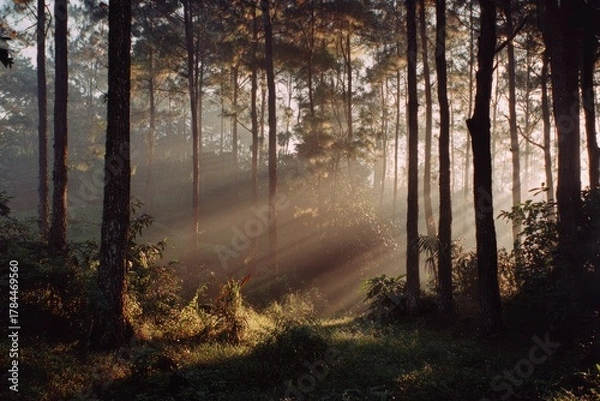 Obraz Sunlight streams through a dense forest, illuminating tall trees and lush undergrowth