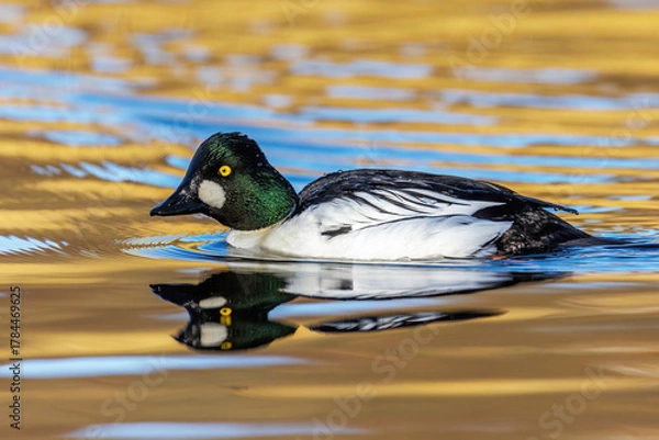 Fototapeta Schellente (Bucephala clangula) Männchen
