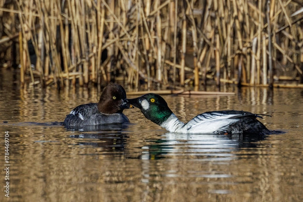 Fototapeta Schellenten (Bucephala clangula) Männchen und Weibchen