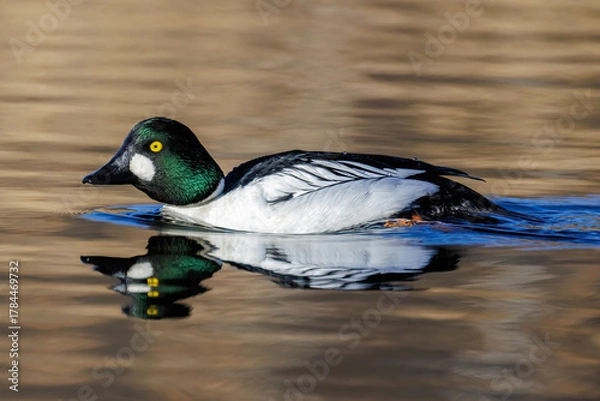 Fototapeta Schellente (Bucephala clangula) Männchen