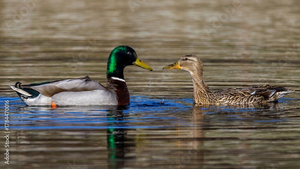 Fototapeta Stockenten (Anas platyrhynchos) Weibchen