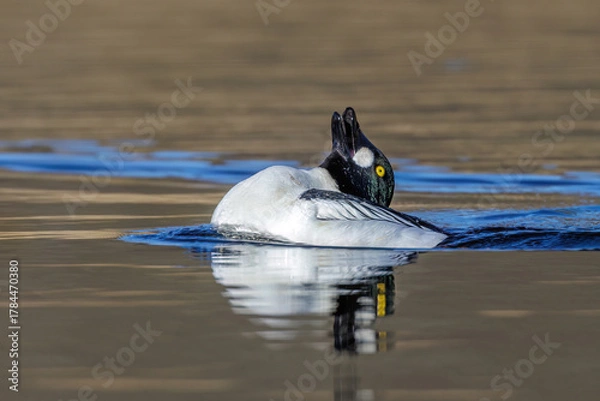 Fototapeta Schellente (Bucephala clangula) Männchen