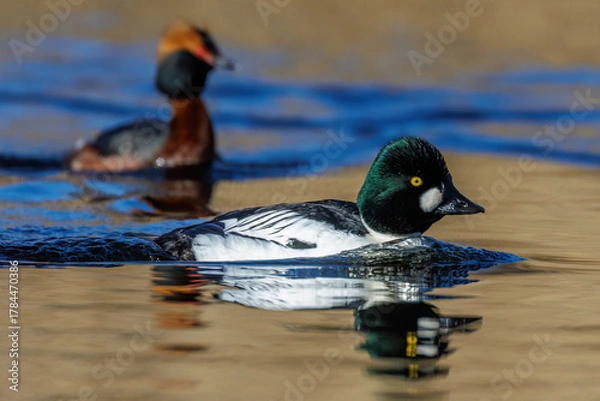 Fototapeta Schellente (Bucephala clangula) Männchen