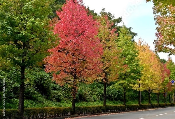 Obraz アメリカフウの紅葉