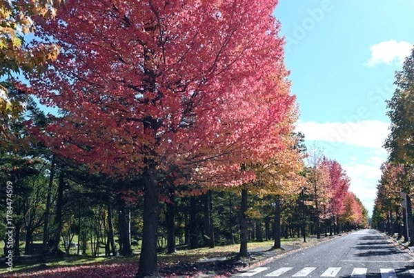 Obraz アメリカフウの紅葉