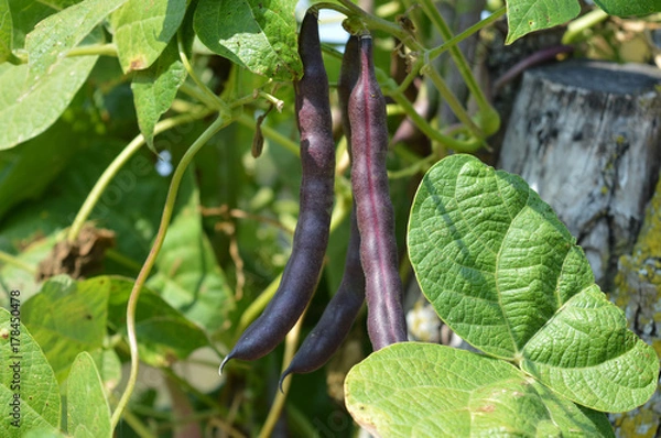 Obraz Cranberry beans