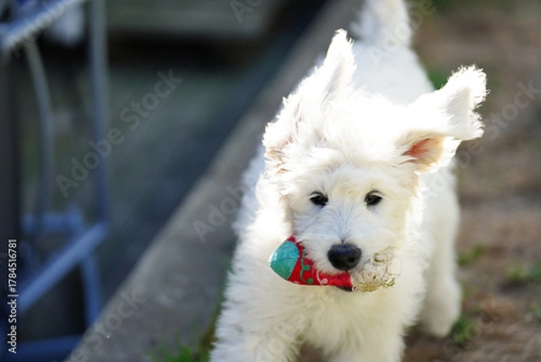Fototapeta Playful labradoodle puppy running outdoors