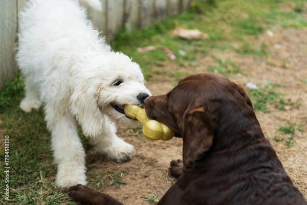 Fototapeta Labradoodle puppy and Labrador retriever playing with toy outdoors