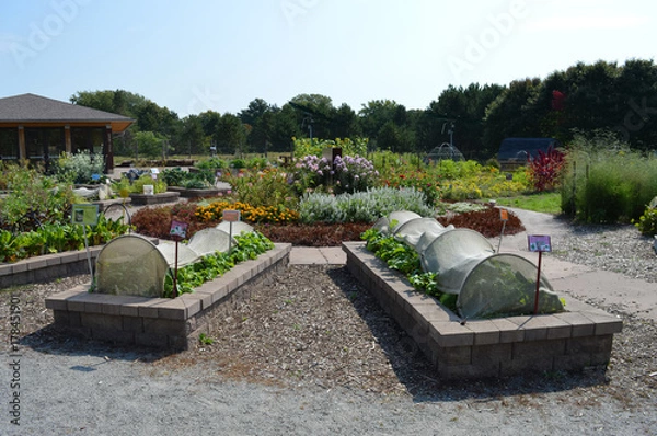 Fototapeta Vegetable beds in the garden