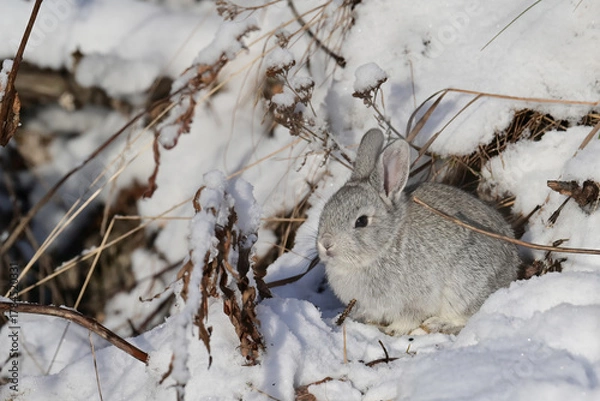 Fototapeta A tiny feral baby rabbit in a snowy Alaska field.