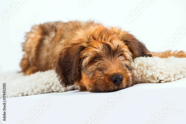 Fototapeta Relaxing cute puppy on fur.