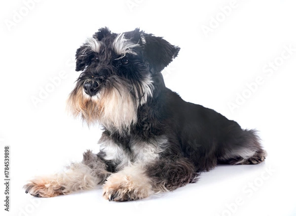 Obraz miniature schnauzer in studio