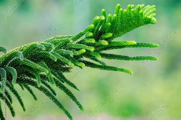 Obraz Close up of Pine tree with customizable space for text. Christmas season concept.