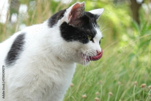 Obraz 舌を出す白黒猫