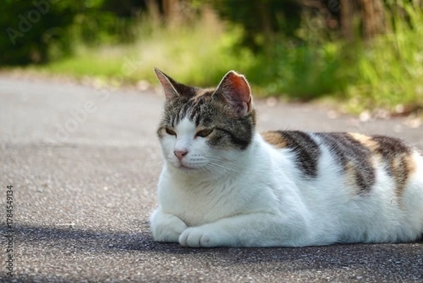 Fototapeta 居眠りする三毛猫