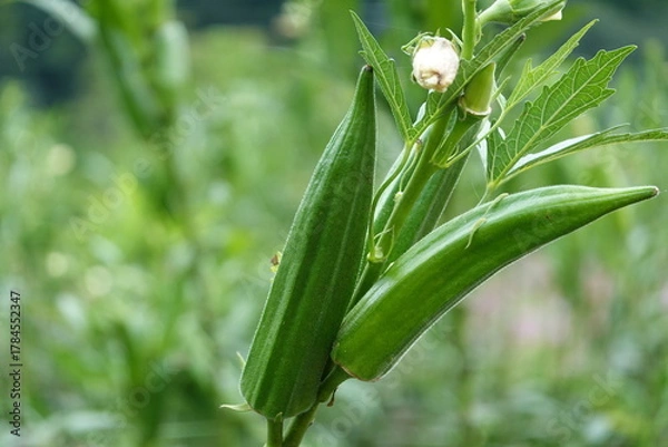 Obraz 実ったオクラ