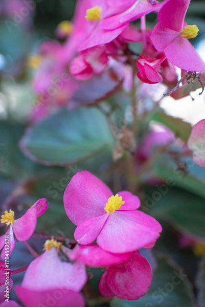 Obraz ピンクのベゴニア